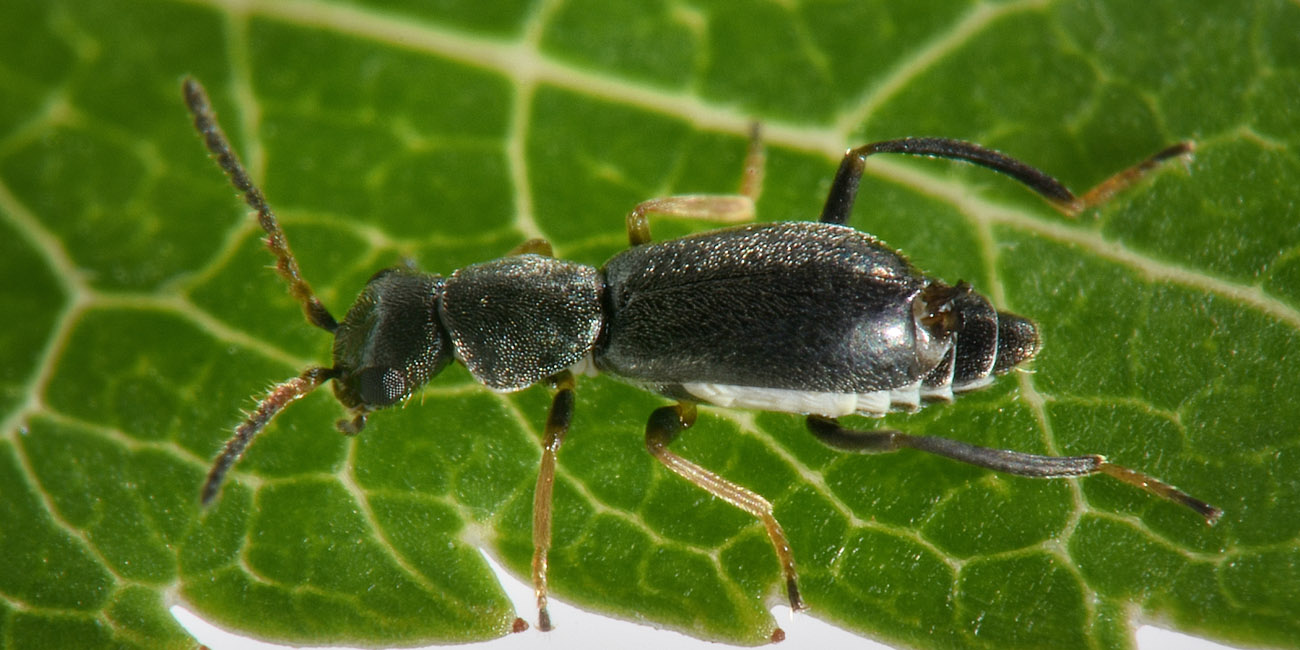 Malachiidae: Charopus  sp?  S. Charopus varipes, m & f